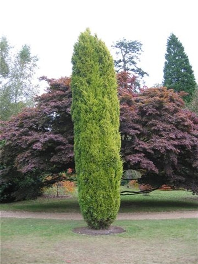 Juniperus chinensis Aurea 